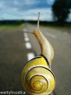 Открытки с улитками скачать бесплатно. Открытки с улитками онлайн.