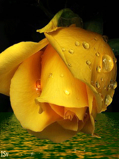 Открытки с желтыми розами скачать. Анимационные открытки с желтыми розами.