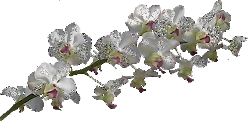 Открытки с фрезиями gif. Открытки с фрезиями скачать бесплатно.