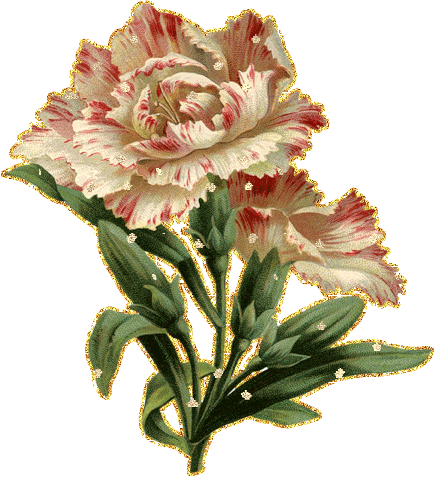 Открытки с гвоздиками скачать. Открытки с гвоздиками онлайн.