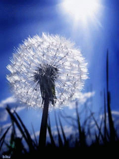 Открытки с белыми одуванчиками gif. Скачать открытки с белыми одуванчиками.