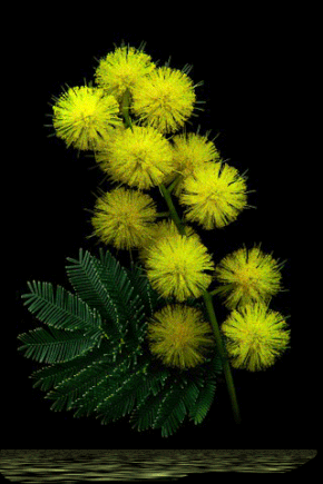 Открытки с мимозой скачать бесплатно. Открытки с мимозой онлайн.