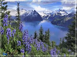 Открытки с цветочными полями с анимациями. Красивые открытки с цветами.