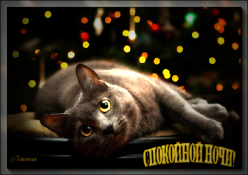 Гифки с пожеланиями сладких снов с котиками