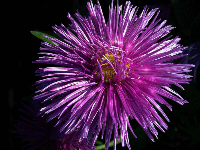 Открытки с астрами скачать бесплатно. Открытки с астрами онлайн.