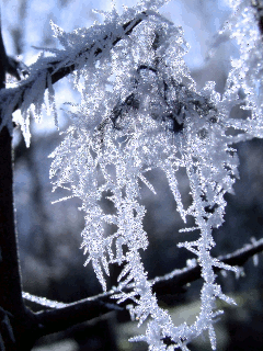 Открытки с инеем скачать бесплатно. Открытки с инеем gif.     