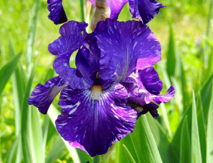 Открытки с ирисами скачать. Открытки с ирисами бесплатно онлайн.