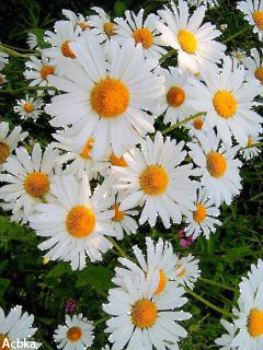 Открытки с ромашковым полем с анимациями. Открытки с ромашковым полем gif.