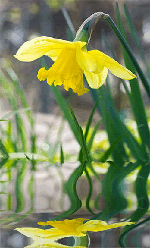 Открытки с желтыми нарциссами скачать бесплатно. Открытки с желтыми нарциссам...