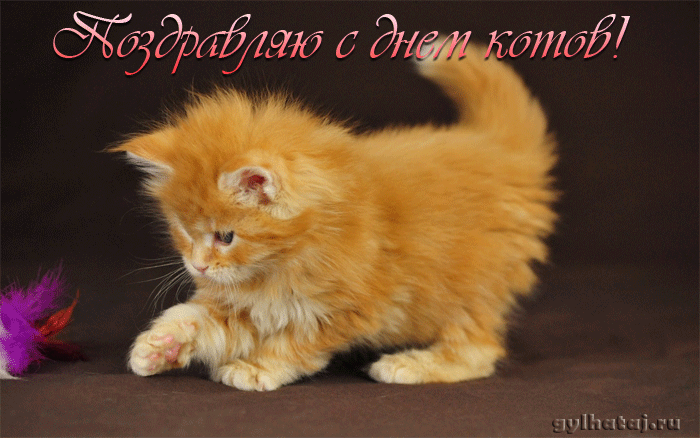 Скачать красивые анимационные Открытки ко дню кошек бесплатно.