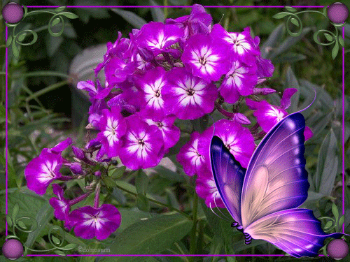 Открытки с флоксами анимационные. Открытки с флоксами скачать.