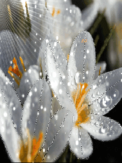 Открытки с росой на цветах скачать. Открытки с росой на цветах бесплатно.