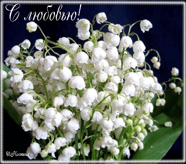 Открытки с ландышами скачать. Открытки с ландышами онлайн бесплатно.