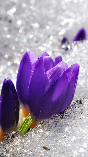 Открытки с крокусами скачать бесплатно. Открытки с крокусами онлайн.