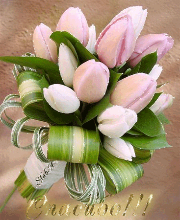 Нежные открытки с розовыми тюльпанами. Открытки с розовыми тюльпанами скачать.