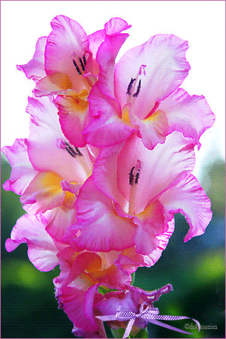 Открытки с гладиолусами скачать бесплатно. Открытки с гладиолусами анимационные.
