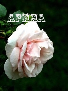 Открытки с именем Арина скачать бесплатно. С днём рождения Арина открытки.