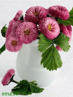 Открытки с маргаритками скачать бесплатно. Открытки с маргаритками онлайн.