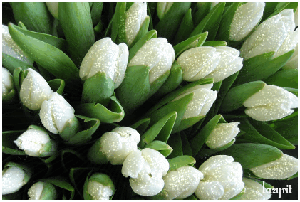 Открытки с белыми тюльпанами gif. Открытки с белыми тюльпанами скачать.