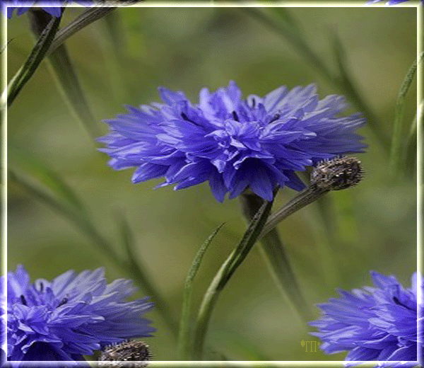 Открытки с васильковым полем скачать бесплатно. Открытки с васильковым полем ...