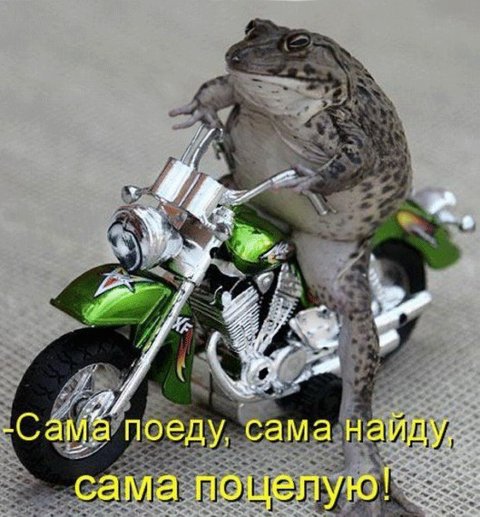 Открытки с лягушками скачать бесплатно. Открытки с лягушками gif.