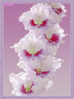 Открытки с гладиолусами скачать бесплатно. Открытки с гладиолусами анимационные.