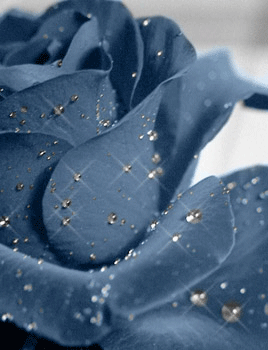 Открытки с синими розами скачать бесплатно. Открытки с синими розами онлайн.