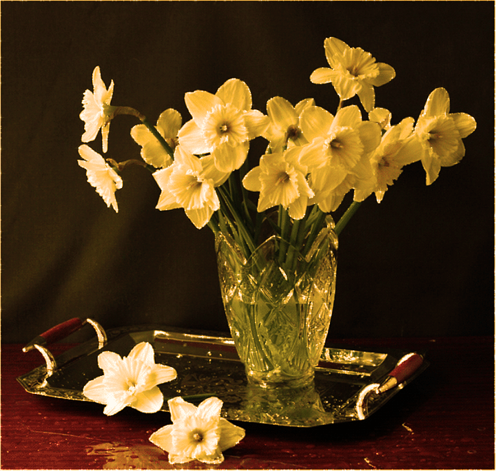 Открытки с букетом нарциссов анимационные. Открытки с букетом нарциссов gif.