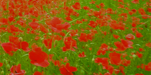 Открытки с маковым полем скачать бесплатно. Открытки с маковым полем онлайн.