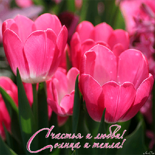 Нежные открытки с розовыми тюльпанами. Открытки с розовыми тюльпанами скачать.