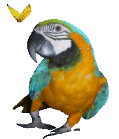 Открытки с попугаями скачать. Открытки с попугаями бесплатно.