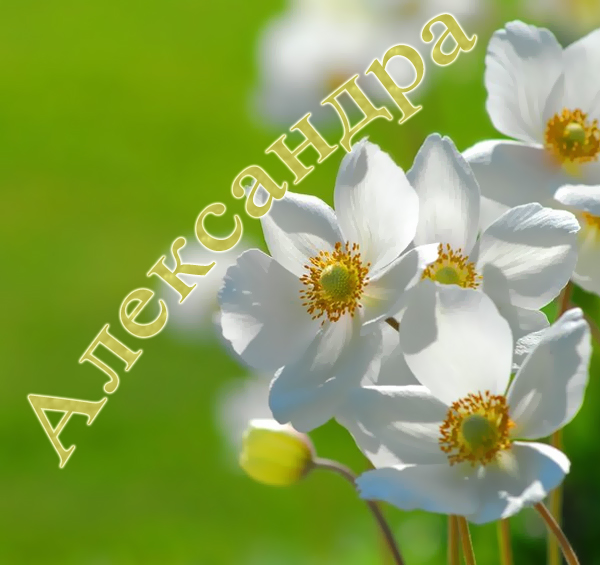 Открытки с именем Александра скачать бесплатно. Поздравительные открытки с им...