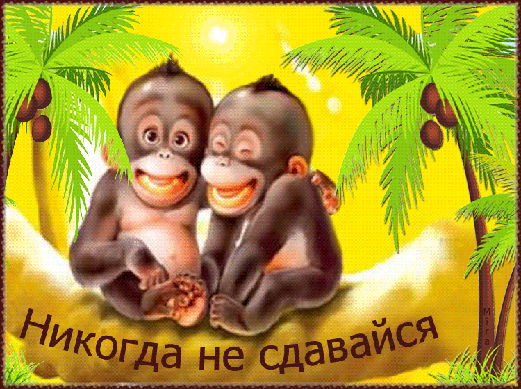Открытки с обезьянами gif. Открытки с обезьянами скачать бесплатно.