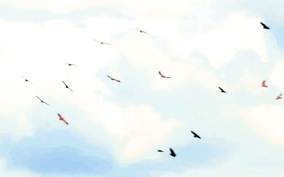 Открытки с парящими в небе птицами скачать бесплатно. Открытки с парящими в н...