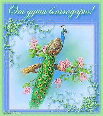 Открытки с павлинами скачать бесплатно. Открытки с павлинами gif.