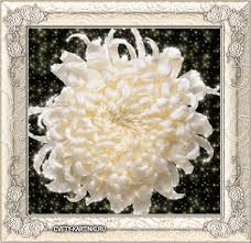 Открытки с белыми хризантемами анимационные. Открытки с белыми хризантемами gif.