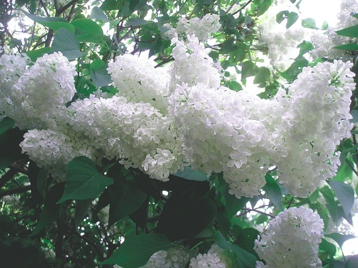 Открытки с белой сиренью анимационные. Открытки с белой сиренью gif.