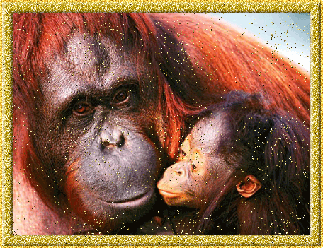 Открытки с обезьянами gif. Открытки с обезьянами скачать бесплатно.