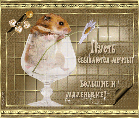 Скачать бесплатно открытки с хомяками. Открытки с хомяками gif.