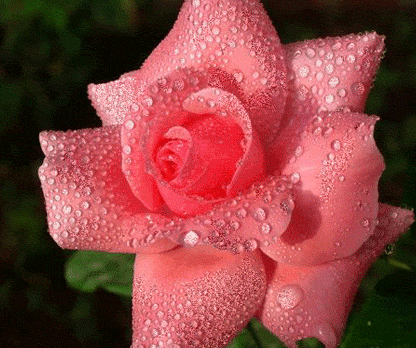 Чудесные открытки с розовыми розами скачать бесплатно gif.