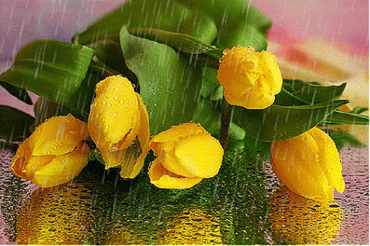 Открытки с желтыми тюльпанами красивые. Открытки с желтыми тюльпанами с анима...