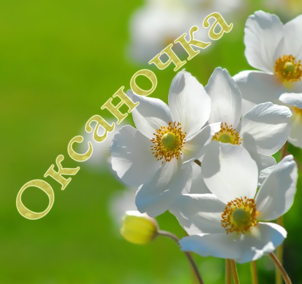 Открытки с именем Оксана с анимациями. С днём рождения Оксана открытки.