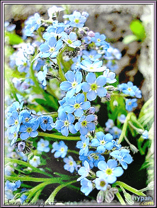 Открытки с незабудками бесплатно. Открытки с незабудками анимационные.