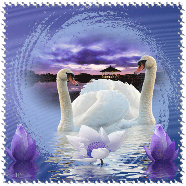 Открытки с лебедями скачать. Открытки с лебедями бесплатно. 