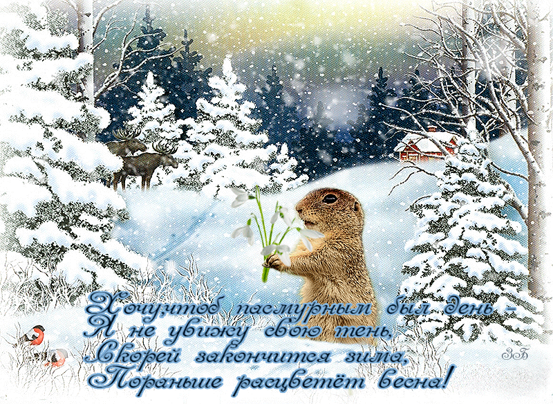 Скачать бесплатно открытки с днём сурка. Открытки с днём сурка Gif.