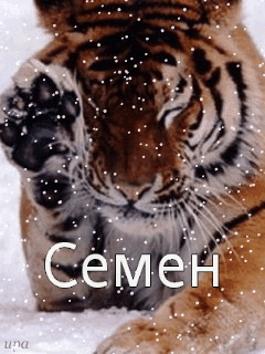 Открытки с именем Семён скачать бесплатно. С днём рождения Семён открытки.