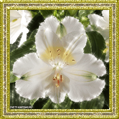 Открытки с альстромериями анимационные. Открытки с альстромериями скачать.