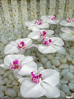 Открытки с белыми орхидеями скачать. Открытки с белыми орхидеями бесплатно он...