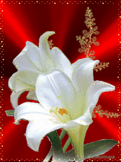 Открытки с белой лилией скачать бесплатно. Открытки с белой лилией gif.