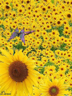 Открытки с подсолнухами в поле скачать бесплатно. Открытки с подсолнухами в п...